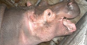 Abonyi mag&aacute;nzoo