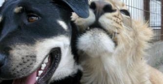 A kutya, 'aki' megregul&aacute;zza az oroszl&aacute;nokat Abonyban