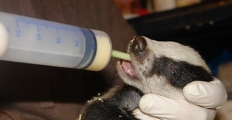 Cumiztat&aacute;s helyett gyomorszonda